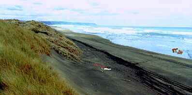 Murawai beach